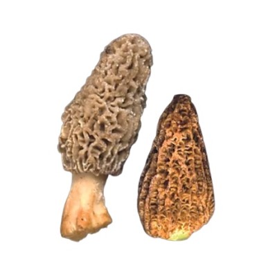 COLMENILLA CONICA ENTERA + 6 CM. 1 KG. SELEC MARDIS