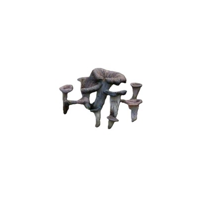 TROMPETA DE LOS MUERTOS ENTERA 1 KG. SELEC MARDIS