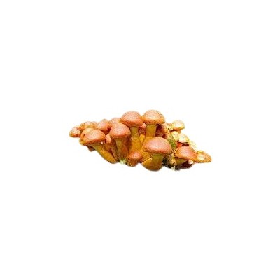 NAMEKO ENTERO IQF 1 KG. SELEC MARDIS